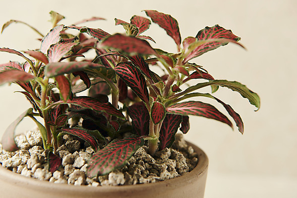 포토 JPG 스튜디오촬영 식물 화분 실내 근접촬영 사람없음 원예 피토니아 베이지색배경 반려식물 국내포토 뷰포인트 백그라운드 취미 내부 베이지색 파일형식