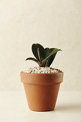 포토 JPG 스튜디오촬영 식물 화분 실내 사람없음 원예 고무나무 베이지색배경 반려식물 국내포토 나무 백그라운드 취미 내부 베이지색 파일형식