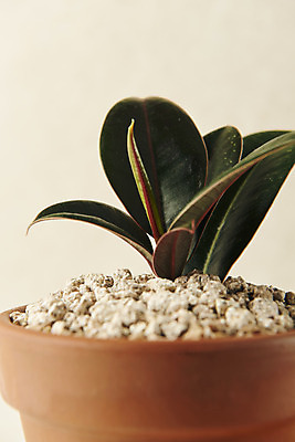 포토 JPG 스튜디오촬영 식물 화분 실내 사람없음 원예 고무나무 베이지색배경 반려식물 국내포토 나무 백그라운드 취미 내부 베이지색 파일형식