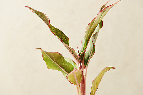 포토 JPG 스튜디오촬영 식물 잎 실내 근접촬영 사람없음 원예 관엽식물 베이지색배경 반려식물 국내포토 뷰포인트 백그라운드 취미 내부 베이지색 파일형식