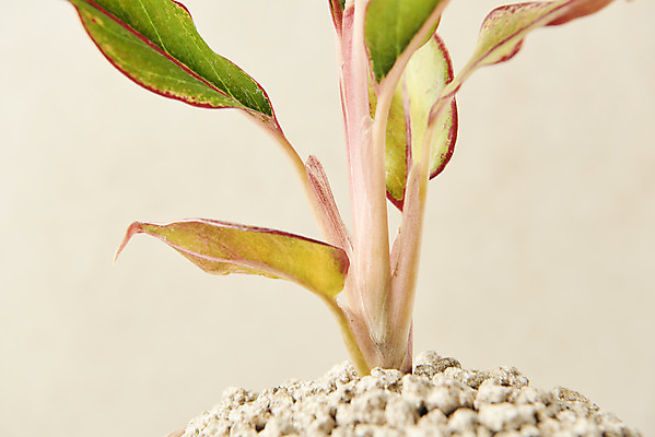 포토 JPG 스튜디오촬영 식물 실내 근접촬영 사람없음 원예 관엽식물 베이지색배경 반려식물 국내포토 뷰포인트 백그라운드 취미 내부 베이지색 파일형식