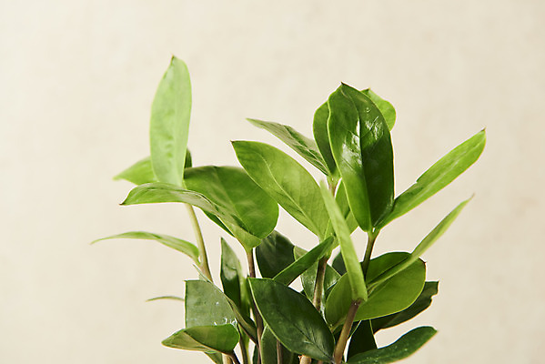 포토 JPG 스튜디오촬영 식물 잎 실내 근접촬영 사람없음 원예 관엽식물 금전수 베이지색배경 반려식물 국내포토 뷰포인트 백그라운드 취미 내부 베이지색 파일형식