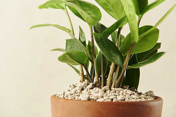 포토 JPG 스튜디오촬영 식물 화분 실내 근접촬영 사람없음 원예 관엽식물 금전수 베이지색배경 반려식물 국내포토 뷰포인트 백그라운드 취미 내부 베이지색 파일형식