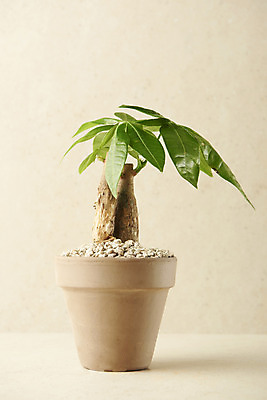 포토 JPG 스튜디오촬영 식물 화분 실내 사람없음 원예 관엽식물 파키라 베이지색배경 반려식물 국내포토 백그라운드 취미 내부 베이지색 파일형식