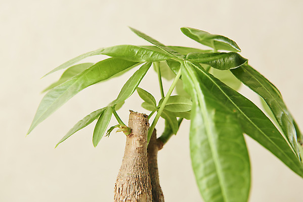 포토 JPG 스튜디오촬영 식물 잎 실내 근접촬영 사람없음 원예 관엽식물 파키라 베이지색배경 반려식물 국내포토 뷰포인트 백그라운드 취미 내부 베이지색 파일형식