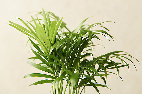 포토 JPG 스튜디오촬영 식물 잎 실내 근접촬영 사람없음 원예 베이지색배경 테이블야자 반려식물 국내포토 뷰포인트 백그라운드 취미 내부 베이지색 파일형식