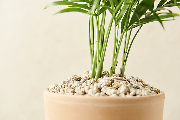 포토 JPG 스튜디오촬영 식물 화분 실내 근접촬영 사람없음 원예 베이지색배경 테이블야자 반려식물 국내포토 뷰포인트 백그라운드 취미 내부 베이지색 파일형식