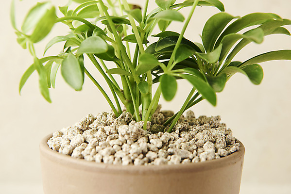 포토 JPG 스튜디오촬영 식물 화분 잎 실내 근접촬영 사람없음 원예 관엽식물 홍콩야자 베이지색배경 반려식물 국내포토 뷰포인트 백그라운드 취미 내부 베이지색 파일형식