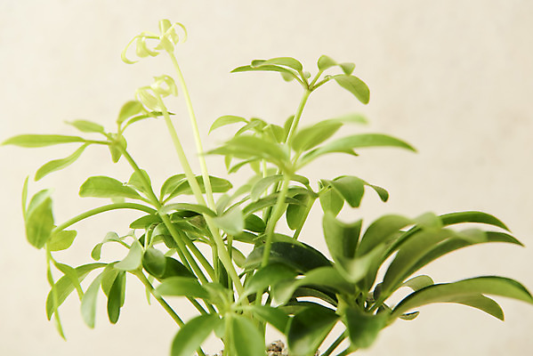 포토 JPG 스튜디오촬영 식물 실내 근접촬영 사람없음 원예 관엽식물 홍콩야자 베이지색배경 반려식물 국내포토 뷰포인트 백그라운드 취미 내부 베이지색 파일형식