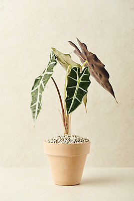 포토 JPG 스튜디오촬영 식물 화분 실내 사람없음 원예 관엽식물 베이지색배경 알로카시아 반려식물 국내포토 백그라운드 취미 내부 베이지색 파일형식