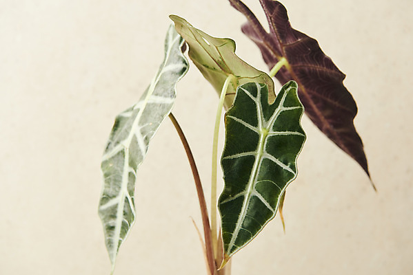 포토 JPG 스튜디오촬영 식물 실내 근접촬영 사람없음 원예 관엽식물 베이지색배경 알로카시아 반려식물 국내포토 뷰포인트 백그라운드 취미 내부 베이지색 파일형식