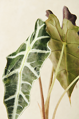 포토 JPG 스튜디오촬영 식물 잎 실내 근접촬영 사람없음 원예 관엽식물 베이지색배경 알로카시아 반려식물 국내포토 뷰포인트 백그라운드 취미 내부 베이지색 파일형식