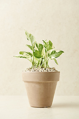 포토 JPG 스튜디오촬영 식물 화분 실내 사람없음 원예 스킨답서스 베이지색배경 반려식물 국내포토 백그라운드 취미 내부 베이지색 파일형식