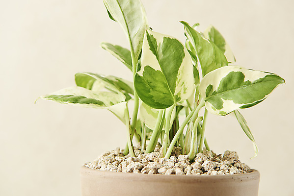 포토 JPG 스튜디오촬영 식물 화분 실내 근접촬영 사람없음 원예 스킨답서스 베이지색배경 반려식물 국내포토 뷰포인트 백그라운드 취미 내부 베이지색 파일형식