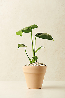 포토 JPG 스튜디오촬영 식물 화분 실내 사람없음 원예 몬스테라 베이지색배경 반려식물 국내포토 백그라운드 취미 내부 베이지색 파일형식