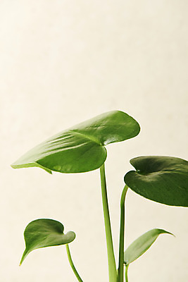 포토 JPG 스튜디오촬영 식물 잎 실내 근접촬영 사람없음 원예 몬스테라 베이지색배경 반려식물 국내포토 뷰포인트 백그라운드 취미 내부 베이지색 파일형식