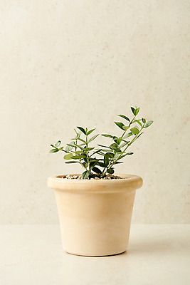 포토 JPG 스튜디오촬영 식물 화분 실내 사람없음 원예 올리브나무 베이지색배경 반려식물 국내포토 나무 백그라운드 취미 내부 베이지색 파일형식