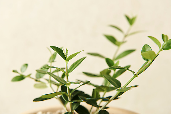 포토 JPG 스튜디오촬영 식물 화분 잎 실내 근접촬영 사람없음 원예 올리브나무 베이지색배경 반려식물 국내포토 나무 뷰포인트 백그라운드 취미 내부 베이지색 파일형식