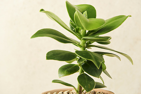 포토 JPG 스튜디오촬영 식물 화분 실내 근접촬영 사람없음 원예 관엽식물 베이지색배경 크루시아 반려식물 국내포토 뷰포인트 백그라운드 취미 내부 베이지색 파일형식