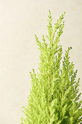 포토 JPG 스튜디오촬영 식물 실내 근접촬영 사람없음 원예 율마 베이지색배경 반려식물 국내포토 뷰포인트 백그라운드 취미 내부 베이지색 파일형식