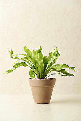 포토 JPG 스튜디오촬영 식물 화분 실내 사람없음 원예 양치식물 베이지색배경 아비스 반려식물 국내포토 백그라운드 취미 내부 베이지색 파일형식