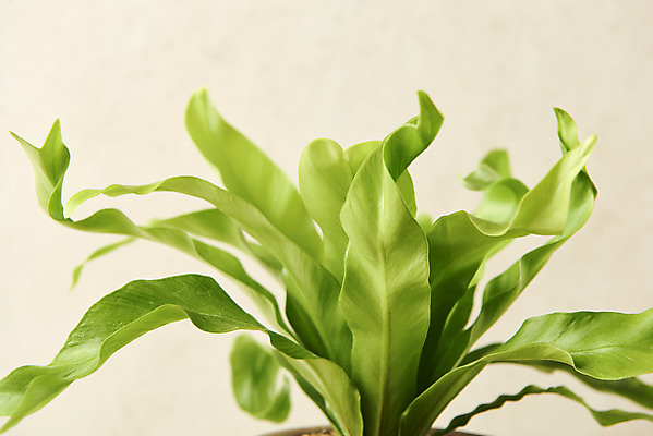 포토 JPG 스튜디오촬영 식물 잎 실내 근접촬영 사람없음 원예 양치식물 베이지색배경 아비스 반려식물 국내포토 뷰포인트 백그라운드 취미 내부 베이지색 파일형식