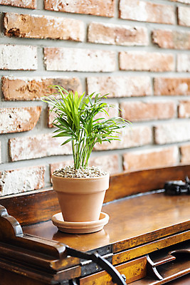 포토 JPG 식물 화분 벽 벽돌 실내 취미 사람없음 원예 나무책상 테이블야자 반려식물 국내포토 내부 목재 책상 파일형식