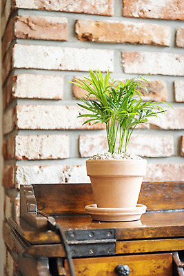 포토 JPG 식물 화분 벽 벽돌 실내 취미 사람없음 원예 나무책상 테이블야자 반려식물 국내포토 내부 목재 책상 파일형식