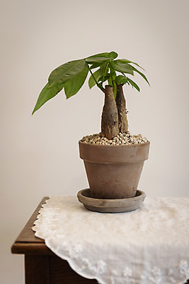 포토 JPG 식물 화분 실내 취미 사람없음 천 원예 관엽식물 파키라 반려식물 국내포토 내부 직물 파일형식