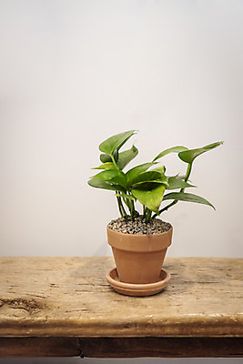 포토 JPG 식물 화분 실내 취미 사람없음 원예 스킨답서스 반려식물 국내포토 내부 파일형식