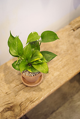 포토 JPG 식물 화분 실내 취미 사람없음 하이앵글 원예 스킨답서스 반려식물 국내포토 뷰포인트 내부 파일형식