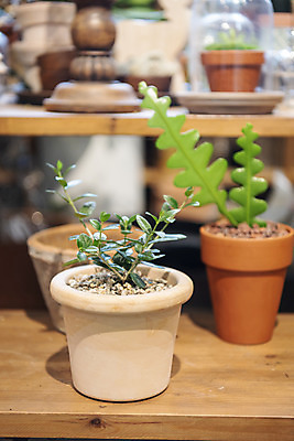 포토 JPG 식물 화분 실내 취미 사람없음 아웃포커스 원예 올리브나무 반려식물 국내포토 나무 촬영기법 내부 파일형식