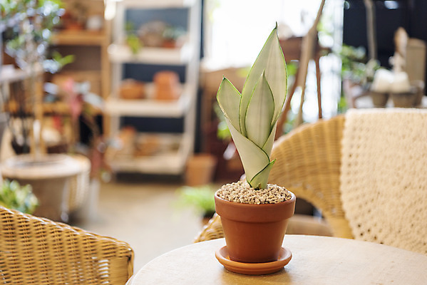 포토 JPG 식물 화분 의자 탁자 실내 취미 사람없음 아웃포커스 원예 산세베리아 반려식물 국내포토 가구 촬영기법 내부 파일형식