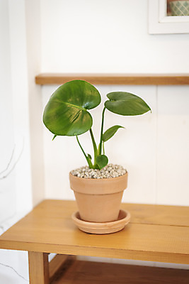 포토 JPG 식물 화분 실내 취미 사람없음 원예 나무탁자 몬스테라 반려식물 국내포토 탁자 내부 파일형식