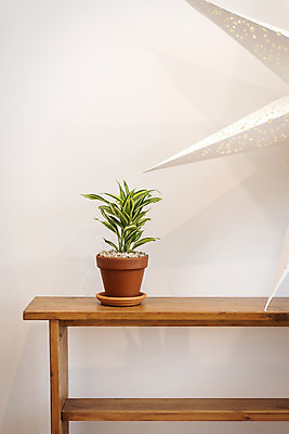 포토 JPG 식물 화분 실내 취미 사람없음 원예 나무의자 관엽식물 산데리아 반려식물 국내포토 의자 내부 목재 파일형식