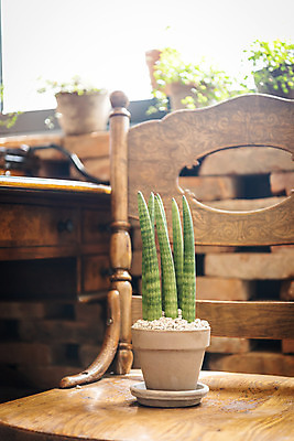 포토 JPG 식물 화분 실내 취미 사람없음 아웃포커스 원예 나무의자 스투키 반려식물 국내포토 의자 촬영기법 내부 목재 다육식물 파일형식