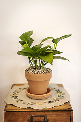 포토 JPG 식물 화분 실내 취미 사람없음 천 서랍장 원예 관엽식물 스킨답서스 반려식물 국내포토 가구 내부 직물 파일형식