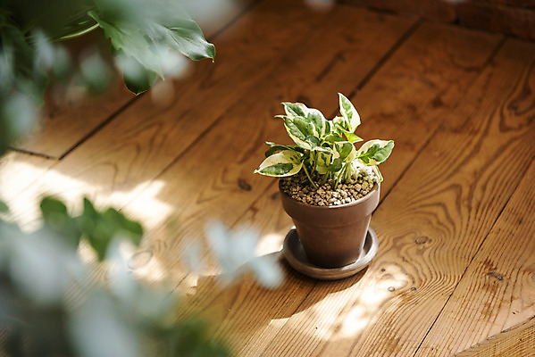 포토 JPG 식물 화분 실내 취미 사람없음 소프트포커스 원예 스킨답서스 나무배경 반려식물 국내포토 백그라운드 촬영기법 내부 파일형식