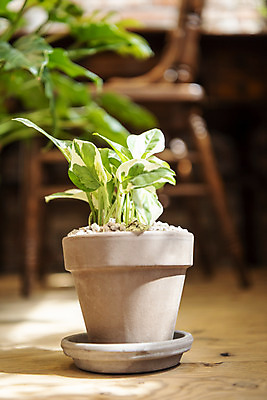 포토 JPG 식물 화분 실내 취미 사람없음 아웃포커스 원예 스킨답서스 반려식물 국내포토 촬영기법 내부 파일형식