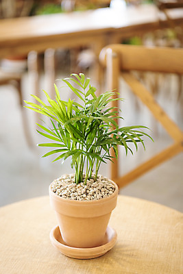 포토 JPG 식물 화분 실내 취미 사람없음 아웃포커스 원예 나무의자 나무탁자 테이블야자 반려식물 국내포토 의자 탁자 촬영기법 내부 목재 파일형식