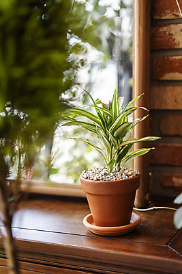 포토 JPG 식물 화분 실내 취미 사람없음 거울 소프트포커스 원예 관엽식물 산데리아 반려식물 국내포토 촬영기법 내부 파일형식