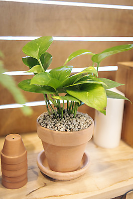 포토 JPG 식물 화분 실내 취미 사람없음 원예 미니화분 스킨답서스 반려식물 국내포토 내부 파일형식