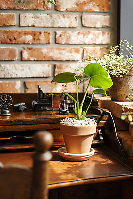 포토 JPG 식물 화분 벽 벽돌 실내 취미 사람없음 소프트포커스 원예 나무책상 몬스테라 반려식물 국내포토 촬영기법 내부 목재 책상 파일형식