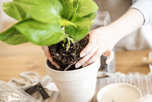 포토 JPG 식물 손 여자 화분 화초 실내 한명 들기 근접촬영 상반신 20대 성인 취미 앞모습 아웃포커스 한국인 운반 원예 분갈이 성인여자한명만 반려식물 국내포토 1 뷰포인트 모션 촬영기법 사람 동양인 청년 내부 신체부위 여자한명만 성인여자만 파일형식