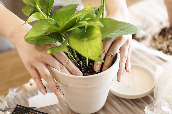 포토 JPG 식물 손 화분 화초 실내 근접촬영 취미 아웃포커스 신체부위 운반 누름 원예 분갈이 심기 반려식물 국내포토 뷰포인트 모션 촬영기법 사람 내부 파일형식