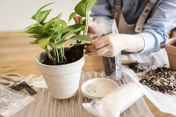 포토 JPG 식물 여자 화분 화초 실내 한명 들기 상반신 20대 성인 취미 앞모습 흙 한국인 원예 넣기 분갈이 심기 성인여자한명만 지퍼백 반려식물 국내포토 1 뷰포인트 모션 사람 동양인 청년 내부 패키지 여자한명만 성인여자만 파일형식