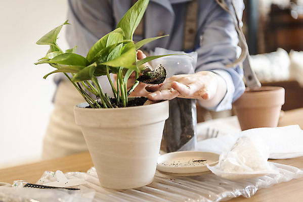 포토 JPG 식물 여자 화분 화초 실내 한명 들기 상반신 20대 성인 취미 앞모습 아웃포커스 한국인 누름 모종삽 원예 분갈이 성인여자한명만 반려식물 국내포토 1 뷰포인트 모션 촬영기법 사람 동양인 청년 내부 삽 여자한명만 성인여자만 파일형식