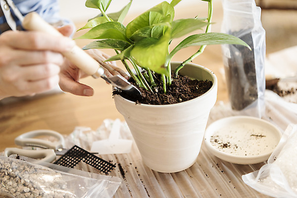 포토 JPG 식물 손 화분 화초 실내 들기 취미 신체부위 흙 모종삽 원예 넣기 분갈이 심기 지퍼백 반려식물 국내포토 모션 사람 내부 삽 패키지 파일형식