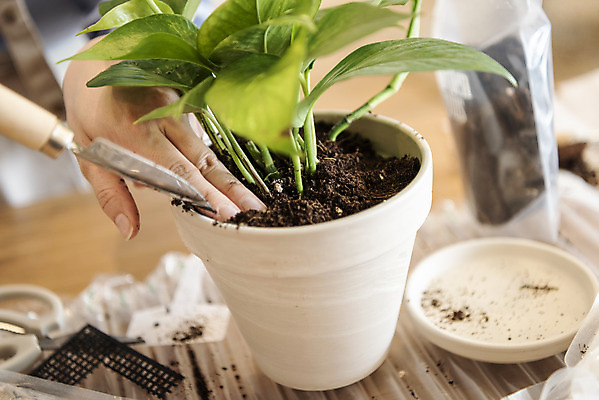 포토 JPG 식물 손 화분 화초 실내 취미 아웃포커스 신체부위 흙 누름 모종삽 원예 분갈이 심기 반려식물 국내포토 모션 촬영기법 사람 내부 삽 파일형식