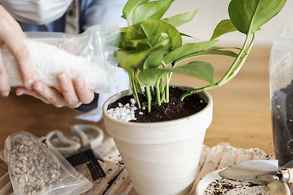 포토 JPG 식물 여자 화분 화초 실내 한명 들기 상반신 20대 성인 취미 앞모습 한국인 붓기 원예 분갈이 흰돌 성인여자한명만 지퍼백 반려식물 국내포토 1 뷰포인트 모션 사람 동양인 청년 내부 돌_바위 패키지 여자한명만 성인여자만 파일형식